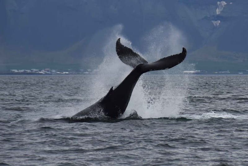 Reykjavik: Whale Watching Express - Leaving from Reykjavik’s Old Harbor