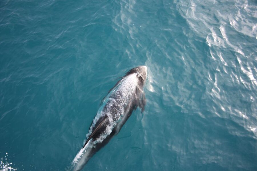 Reykjavik: Whale Watching in Faxaflói Bay & Live Lava Show - Key points to know before booking