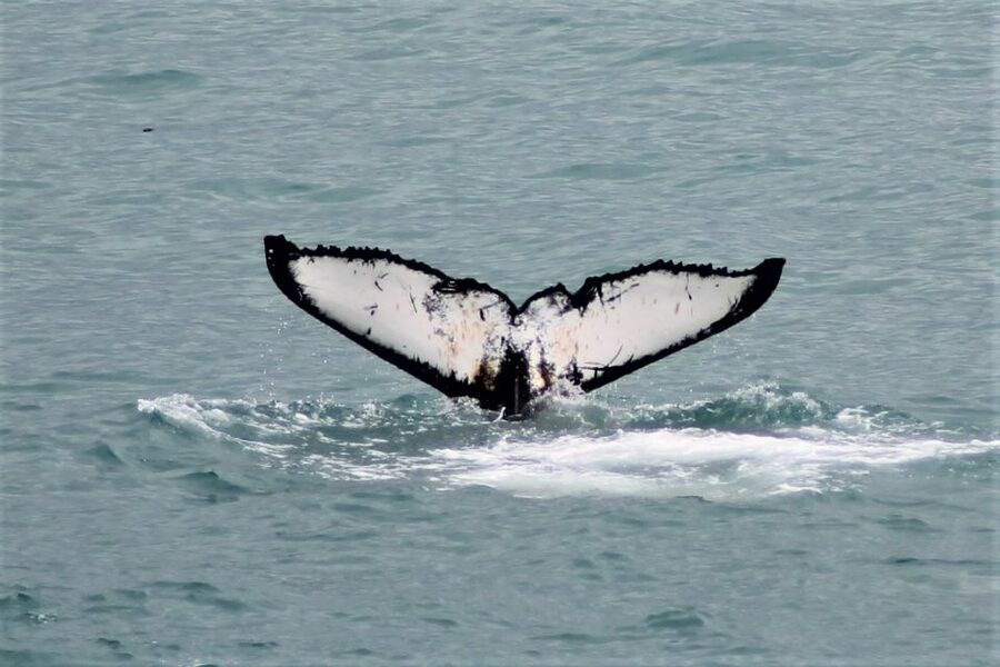 Reykjavik: Whale Watching in Faxaflói Bay & Live Lava Show - Why this Reykjavik pairing works