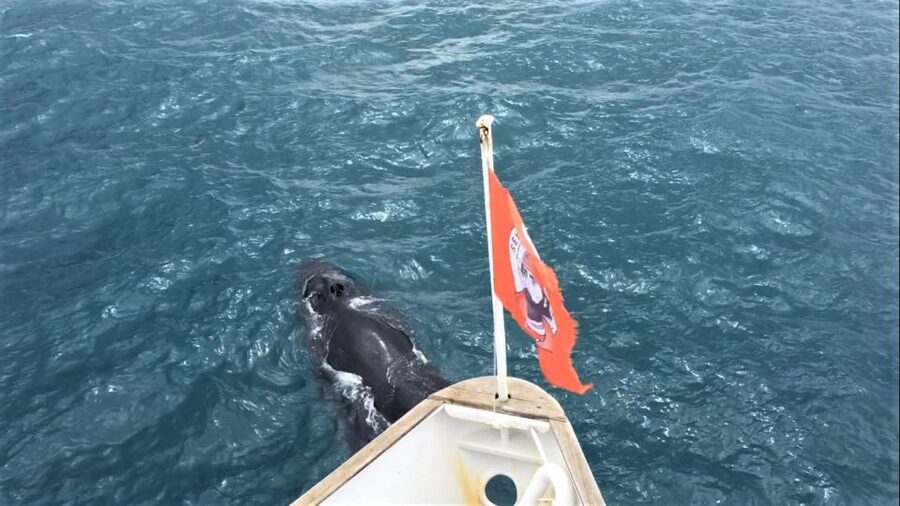 Reykjavik: Whale Watching in Faxaflói Bay & Live Lava Show - Staying warm when the Icelandic weather shifts