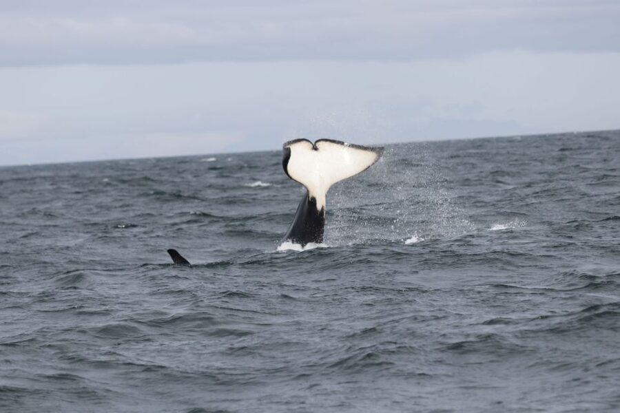 Reykjavik: Whale Watching in Faxaflói Bay & Live Lava Show - Sailing from Geirsgata 11 into Faxaflói Bay