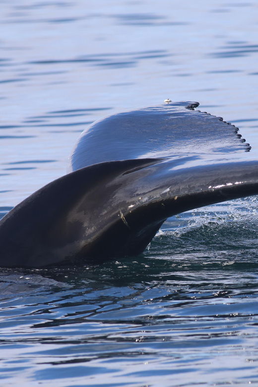 Reykjavik: Whale Watching Morning Expedition - Key points to know before booking
