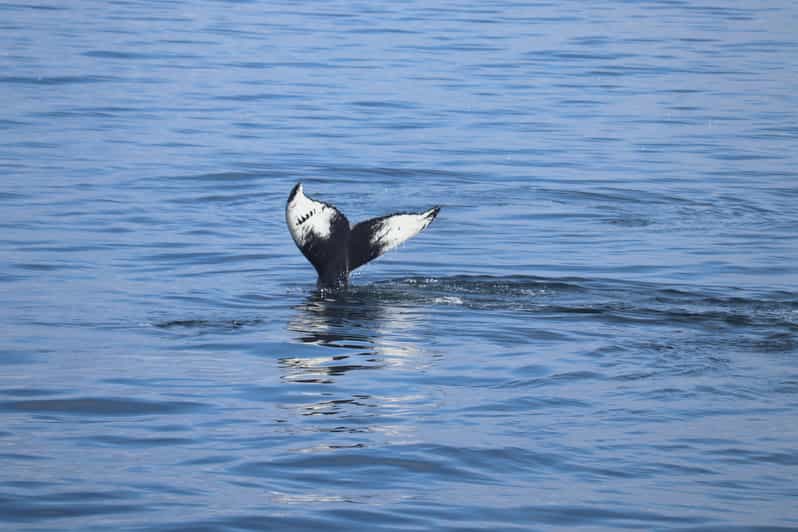 Reykjavik: Whale Watching Morning Expedition - Leaving Geirsgata 11 for the open bay