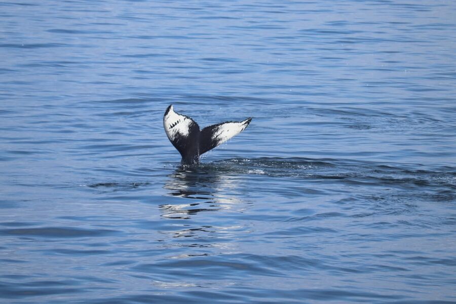 Reykjavik: Whale Watching Morning Expedition - Warm overalls, cabin comfort, and the onboard bar