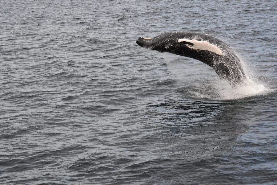 Reykjavik: Whale Watching Morning Expedition - What the 9:00 AM timing does for your day