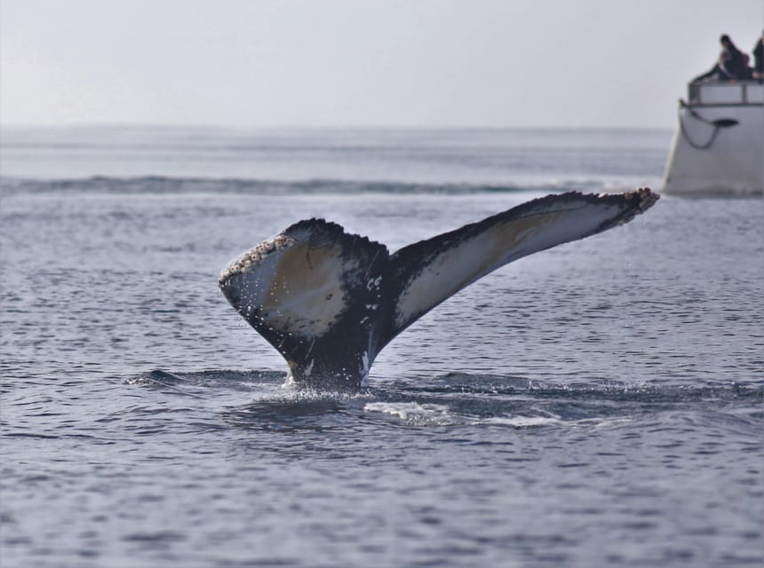 Reykjavik: Whale Watching Morning Expedition - Is $103 a fair price?