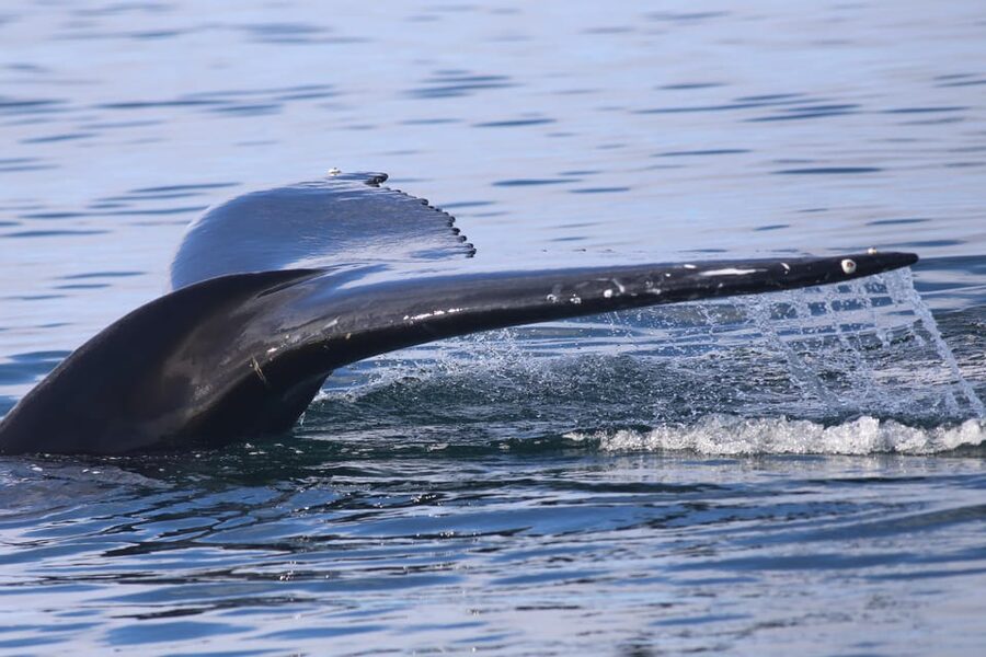 Reykjavik: Whale Watching Morning Expedition - Who will enjoy this trip most?
