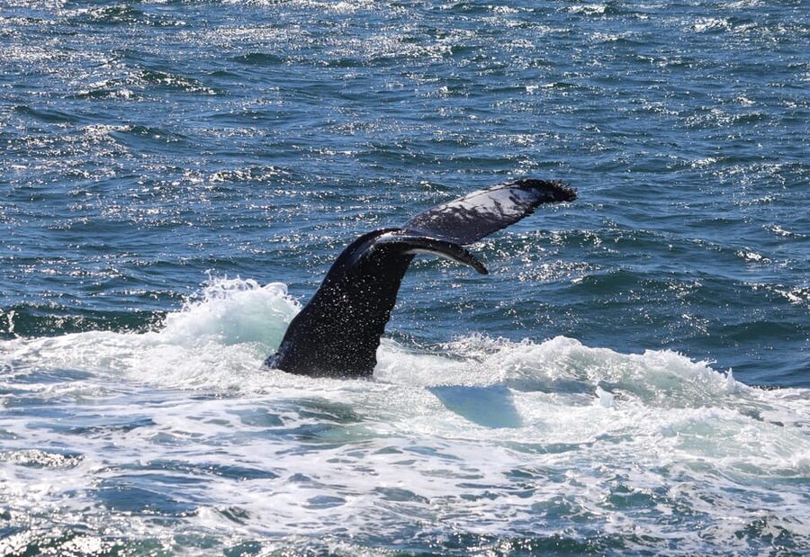 Reykjavik: Whale Watching Morning Expedition - A practical plan for the morning