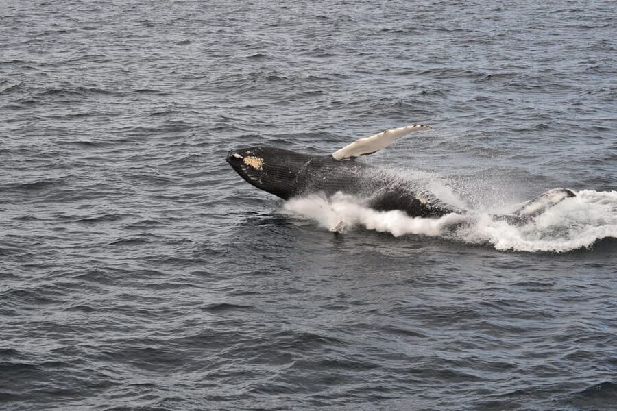 Reykjavik: Whale Watching Morning Expedition - Should you book Reykjaviks morning whale watch?