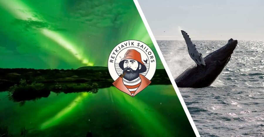 Reykjavik: Whale Watching & Northern Lights Combo Cruise - A full day on Faxaflói Bay
