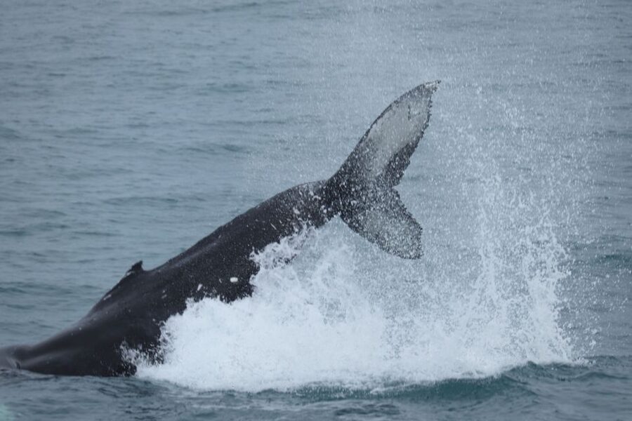 Reykjavik: Whale Watching & Northern Lights Combo Cruise - The five-hour pause in Reykjavik