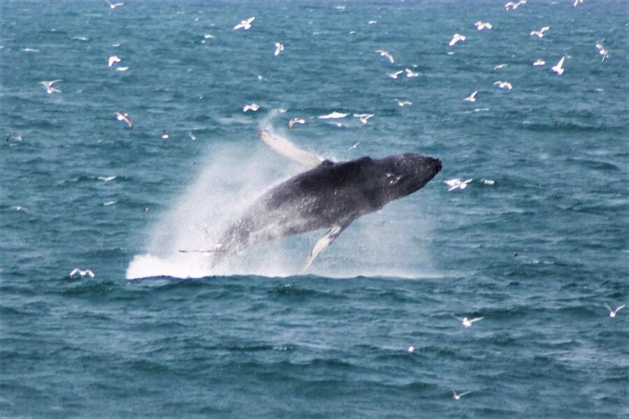 Reykjavik: Whale Watching & Northern Lights Combo Cruise - Chasing the northern lights from the water