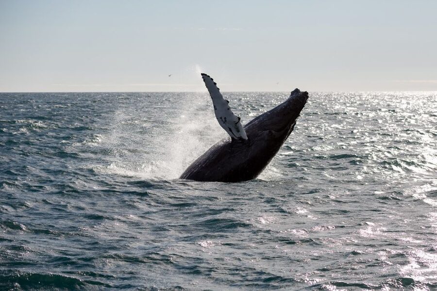 Reykjavik: Whale Watching & Northern Lights Combo Cruise - How weather changes the plan