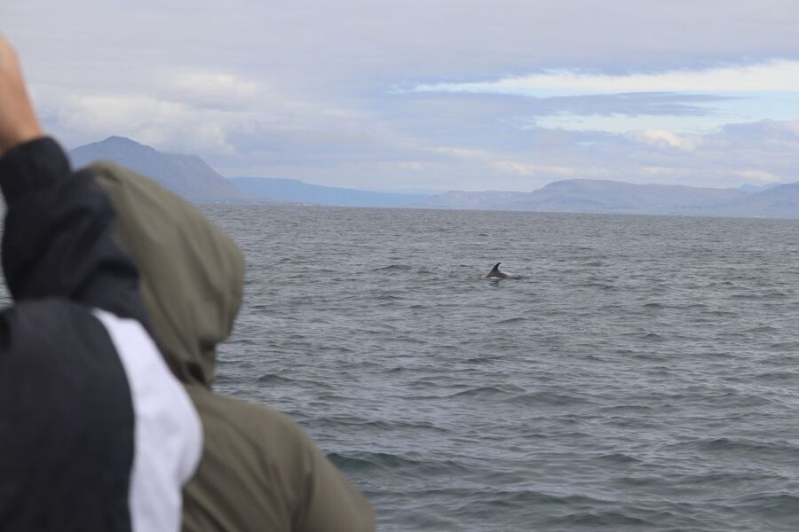 Reykjavik: Whale Watching & Northern Lights Combo Cruise - Who will enjoy this combo most?