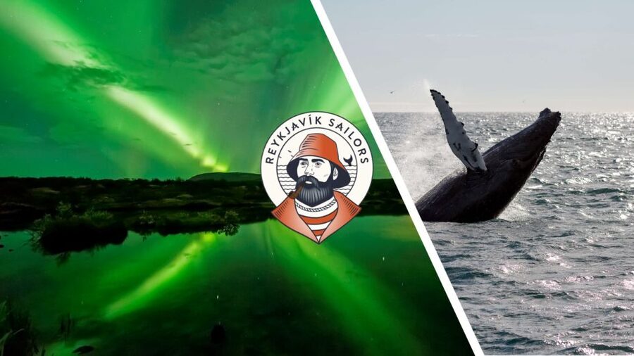 Reykjavik: Whale Watching & Northern Lights Combo Cruise - Looking for whales, dolphins, and seals