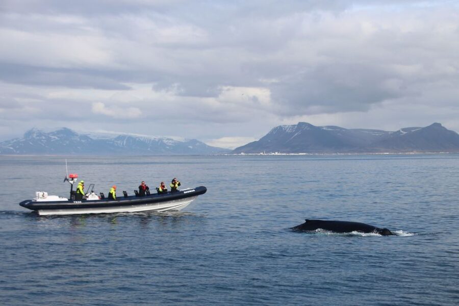 Reykjavik: Whale Watching Tour by RIB Boat - Key points to know before booking