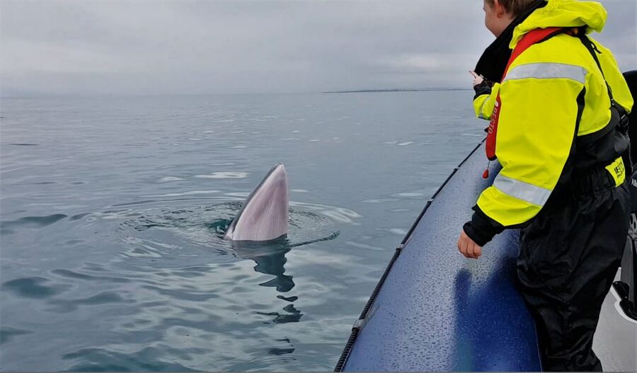 Reykjavik: Whale Watching Tour by RIB Boat - Should you book this Reykjavik whale tour?