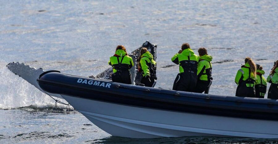 Reykjavik: Whale Watching Tour by RIB Boat - Leaving Reykjavik harbor at 32 knots