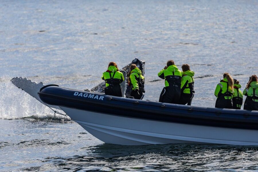 Reykjavik: Whale Watching Tour by RIB Boat - Searching Faxaflói Bay for whales