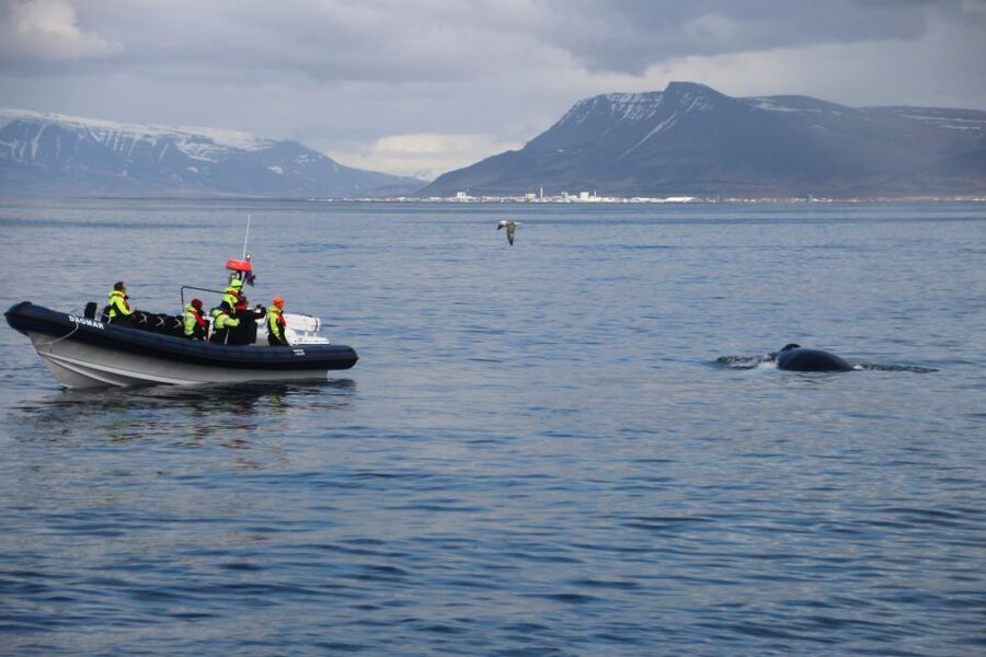 Reykjavik: Whale Watching Tour by RIB Boat - Why the RIB works for wildlife viewing