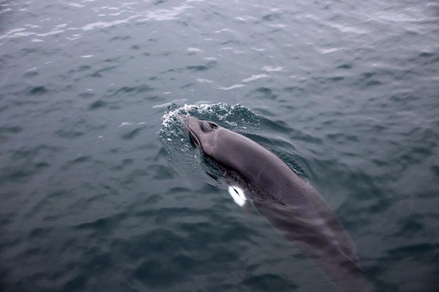 Reykjavik: Whale Watching Tour by RIB Boat - The guide makes the difference