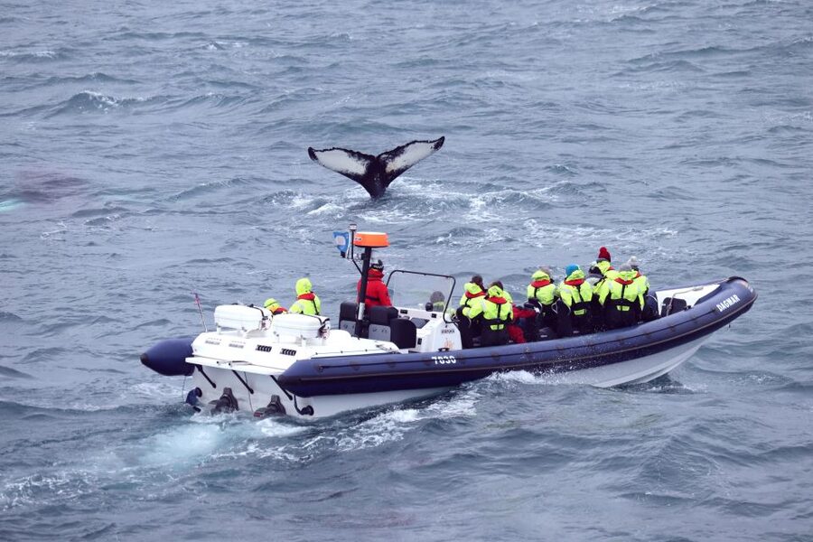 Reykjavik: Whale Watching Tour by RIB Boat - Weather, comfort, and practical limits