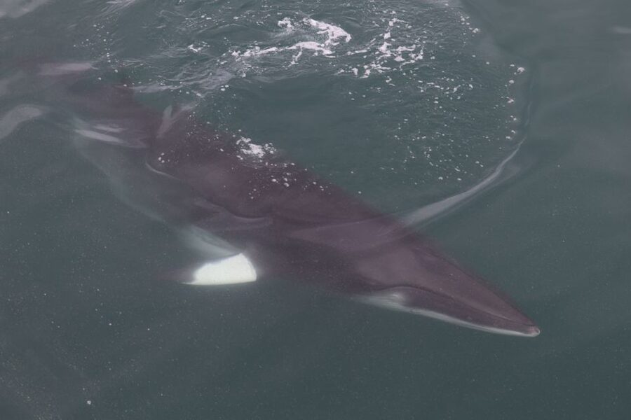 Reykjavik: Whale Watching Tour by RIB Boat - The Reykjavik coast from the water