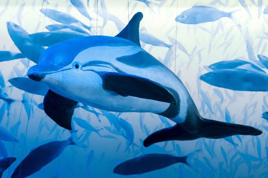 Reykjavik: Whale Watching Tour, Whales of Iceland Exhibition - Who will enjoy this experience most?