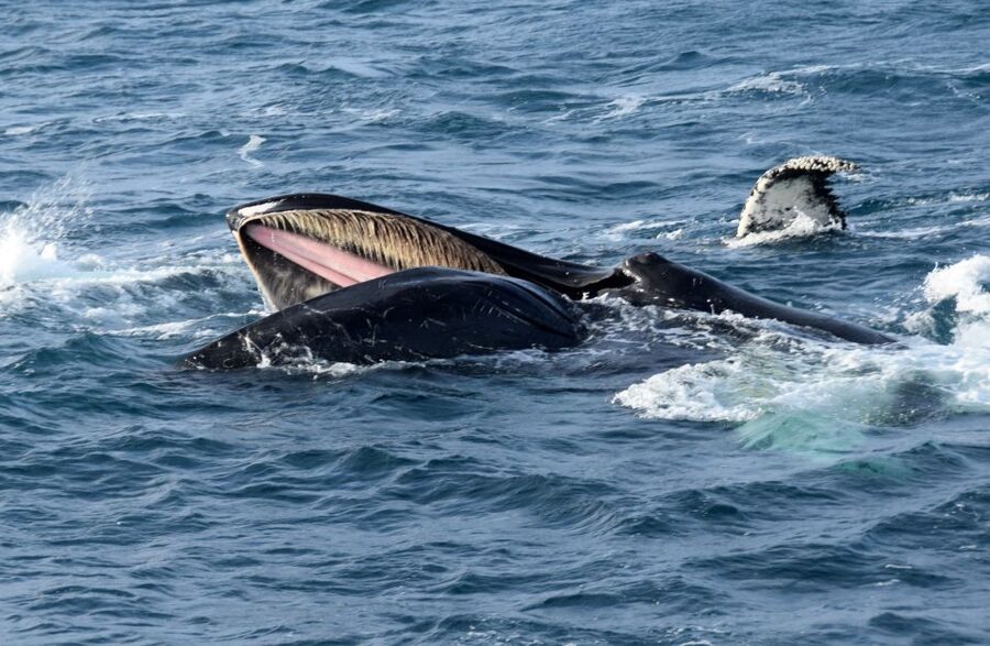 Reykjavik: Whale Watching Tour, Whales of Iceland Exhibition - Plan the order around your day