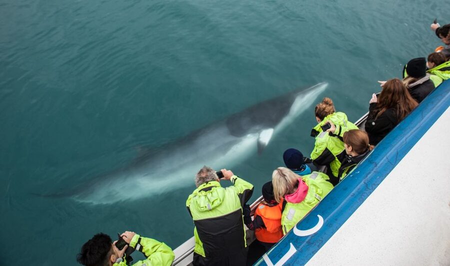 Reykjavik: Whale Watching Tour, Whales of Iceland Exhibition - Best season and real sighting odds