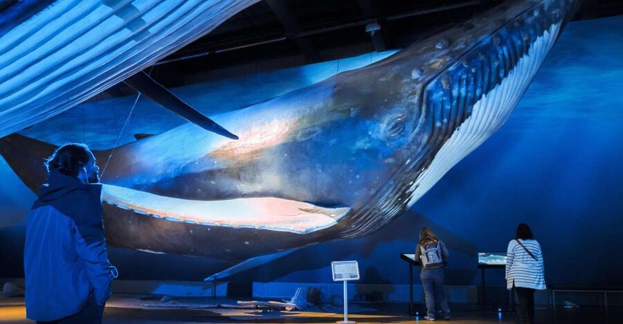 Reykjavik: Whale Watching Tour, Whales of Iceland Exhibition - What you may see in the bay