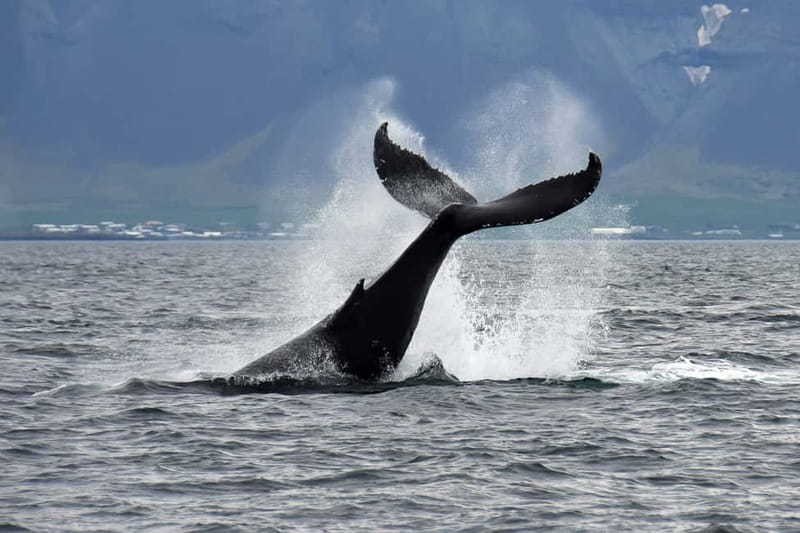 Reykjavik: Whale Watching Tour with Expert Guide - Key points to know before you sail
