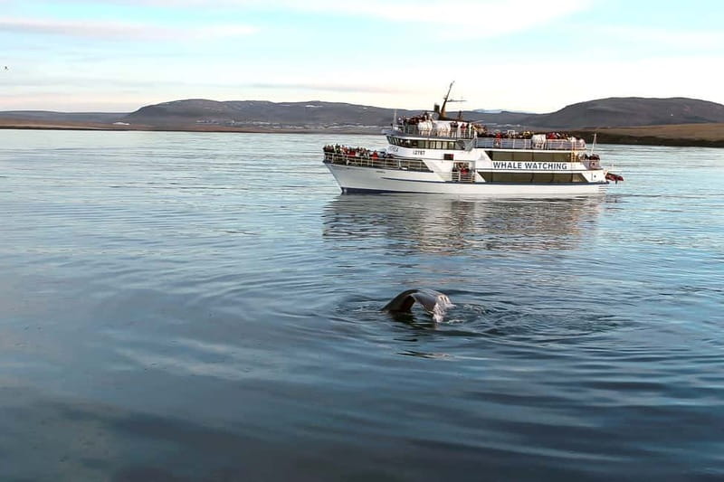 Reykjavik: Whale Watching Tour with Expert Guide - From Reykjavík’s Old Harbour to Faxaflói Bay