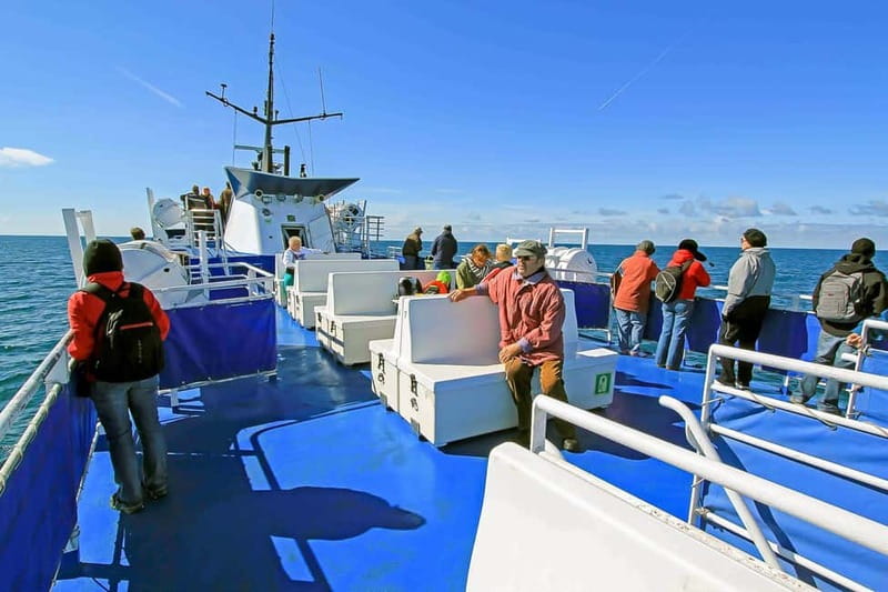 Reykjavik: Whale Watching Tour with Expert Guide - Weather, seasickness, and the best season