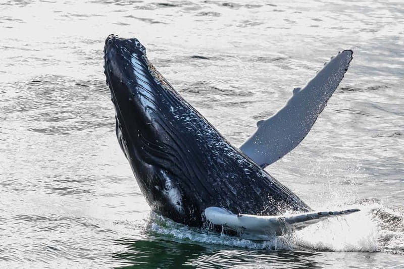 Reykjavik: Whale Watching Tour with Expert Guide - Is $90 a fair price?