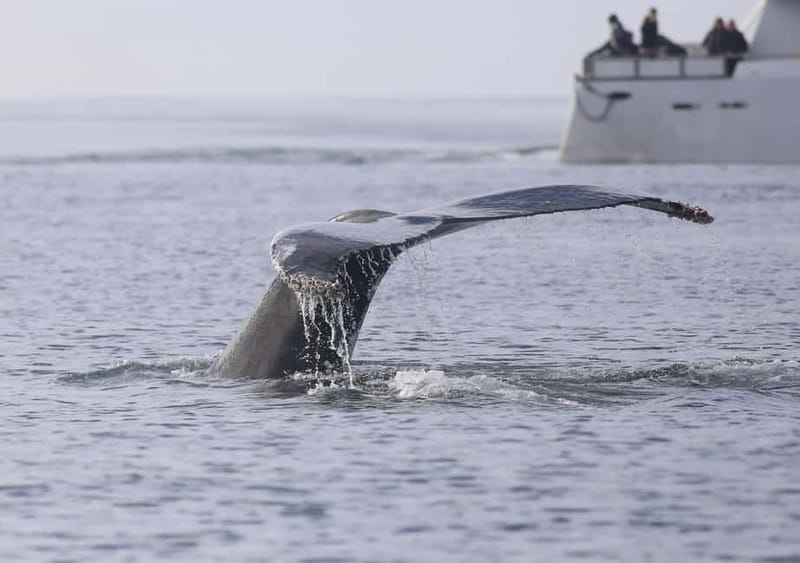 Reykjavik: Whale Watching Tour with Expert Guide - Who should book this cruise?