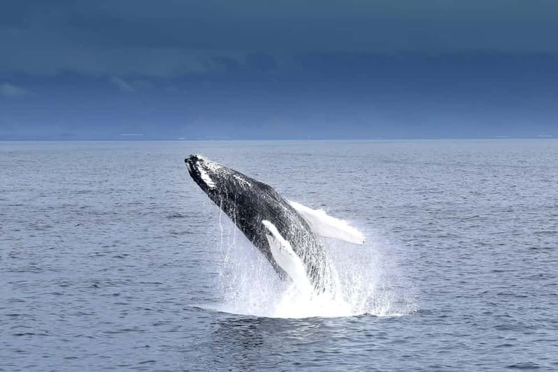 Reykjavik: Whale Watching Tour with Expert Guide - What you may see in the bay