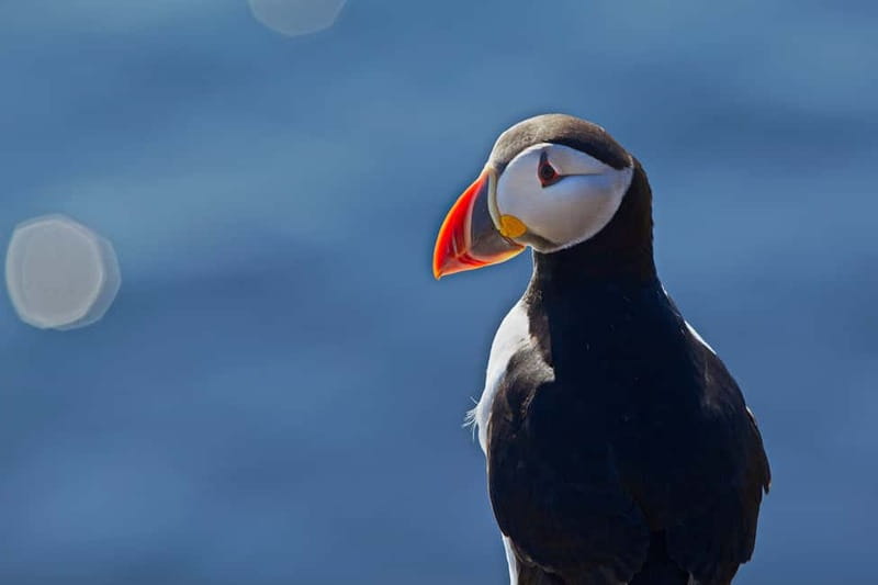 Reykjavik: Whales and Puffins Express Cruise Combo Tour - Key points to know before booking