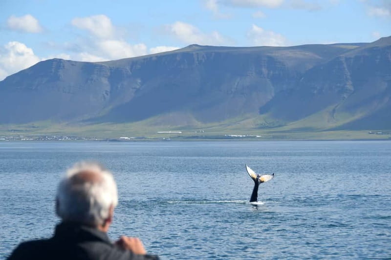 Reykjavik: Whales and Puffins Express Cruise Combo Tour - Practical details for a smoother day
