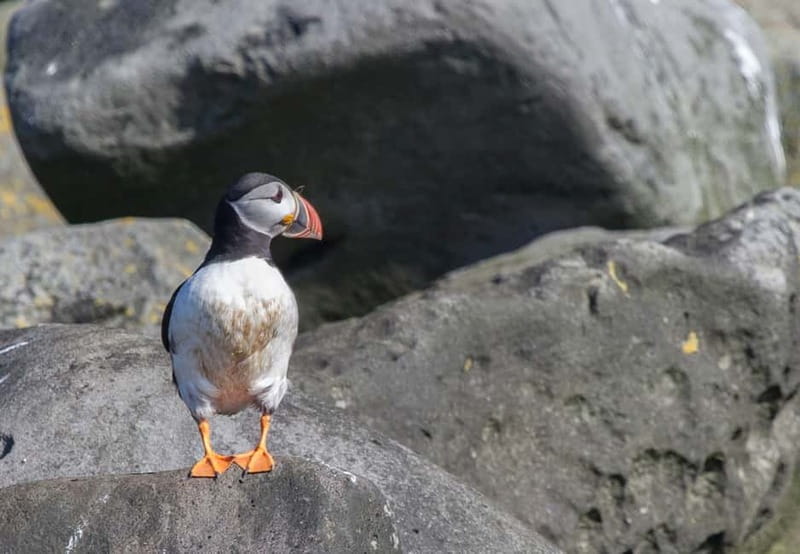 Reykjavik: Whales and Puffins Express Cruise Combo Tour - Two boats, two very different wildlife outings