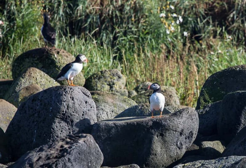 Reykjavik: Whales and Puffins Express Cruise Combo Tour - Choosing Classic or Express whale watching
