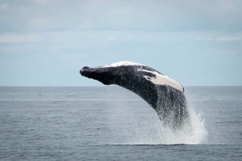 Reykjavik: Whales and Puffins Express Cruise Combo Tour - What the sea conditions can mean