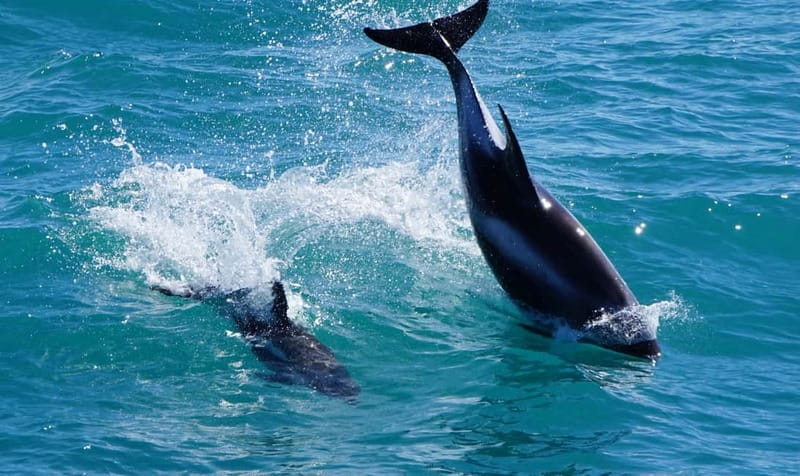 Reykjavik: Whales and Puffins Express Cruise Combo Tour - The whale guarantee and what it really covers