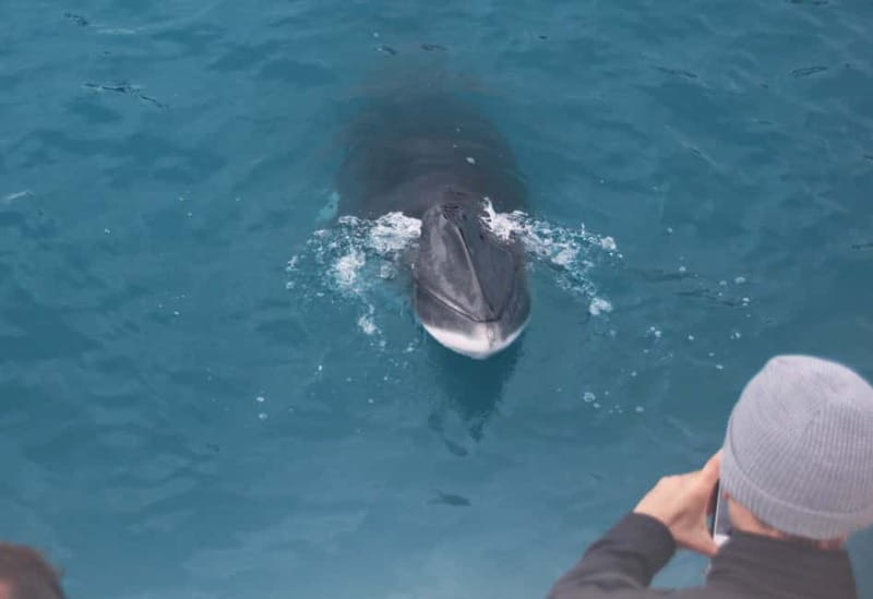 Reykjavik: Whales and Puffins Express Cruise Combo Tour - Is $148 a fair price?