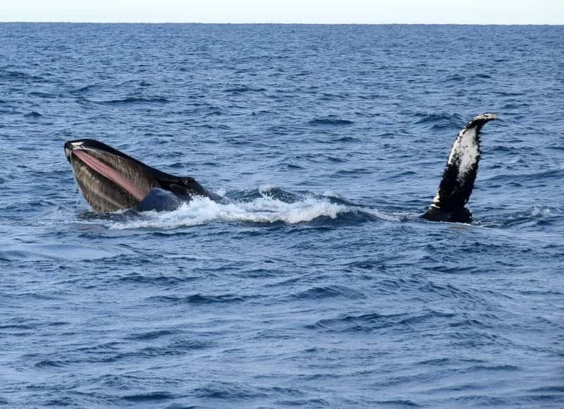 Reykjavik: Whales and Puffins Express Cruise Combo Tour - Who will enjoy this most?