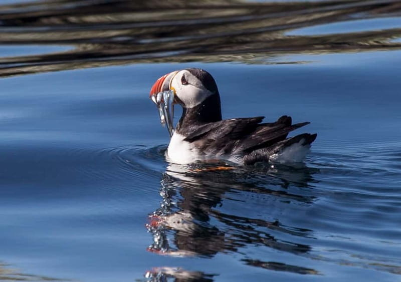 Reykjavik: Whales and Puffins Express Cruise Combo Tour - Puffin watching from Old Skúli