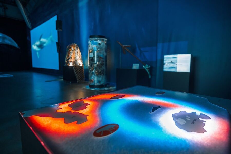 Reykjavik: Whales of Iceland Museum Entrance Ticket - Key points to know before you go