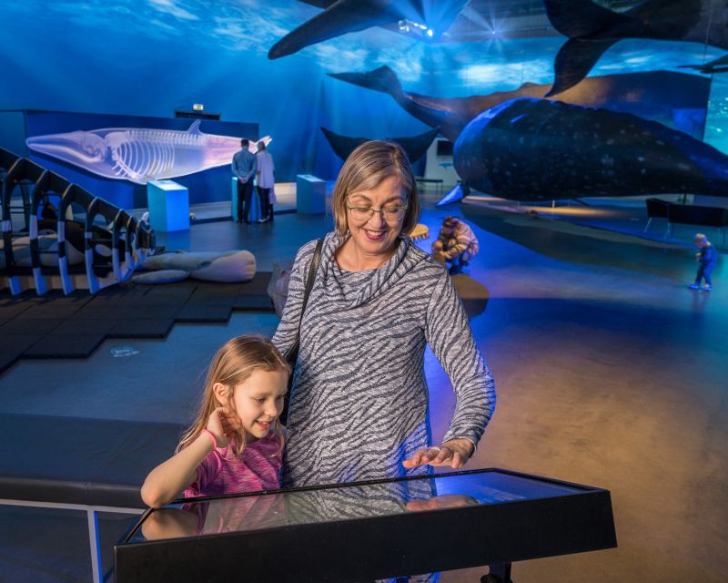Reykjavik: Whales of Iceland Museum Entrance Ticket - Is the $34 ticket good value?