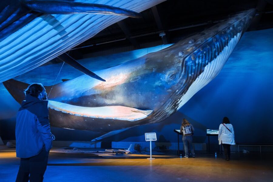 Reykjavik: Whales of Iceland Museum Entrance Ticket - Interactive exhibits that make the facts stick