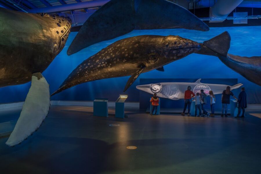Reykjavik: Whales of Iceland Museum Entrance Ticket - The audio guide and how to use it
